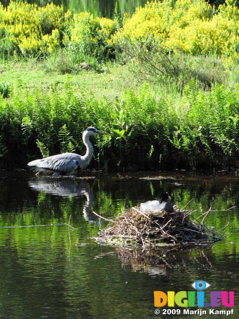 SX06369 Grey herron and coot nesting